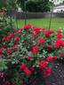Como Park rose photo