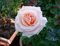 Elfi von Dassanowsky rose photo