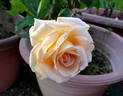 Elfi von Dassanowsky rose photo