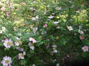 <i>Rosa roxburghii</i> f. <I>normalis</i> Rehder rose photo