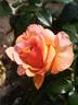 La Palma rose photo
