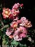 Cha-Cha rose photo