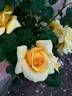 Grimpant Rimosa ® rose photo