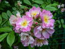 Aquarelle Lavanda rose photo