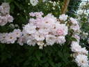 Eilike rose photo