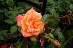 Holy Toledo rose photo