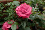 Lavender Jewel rose photo