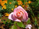 Regensberg rose photo