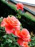 Candelabra ™ rose photo