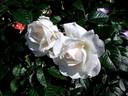 Nuage Blanc rose photo
