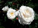 Nuage Blanc rose photo