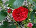François Rabelais rose photo