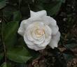Fabulous! ™ rose photo