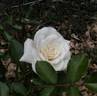 Fabulous! ™ rose photo