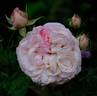 Schönberg rose photo