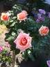 La Palma rose photo