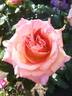 La Palma rose photo