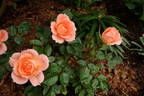 Flower Power rose photo