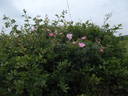 <i>Rosa canina</i> var. <i>dumalis</i> rose photo