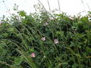 <i>Rosa dumalis</i> Bechstein rose photo