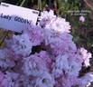 Lady Godiva rose photo