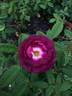 Nightmoss rose photo