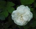 Madame Zöetmans rose photo
