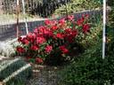 Linda Campbell rose photo