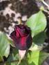Barcarolle rose photo
