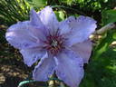 Boulevard clematis photo