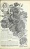 Marion Dingee rose photo