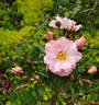 Légère Surprise rose photo