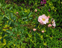 Légère Surprise rose photo