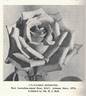 Bellbird rose photo