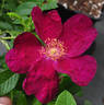 Rouge de Plaisir rose photo