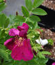 Rouge de Plaisir rose photo