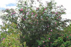 <i>Rosa</i> X <i>coryana</i> Hurst rose photo