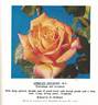 Apricot Delight rose photo