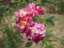 Floozy rose photo