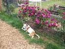 Sweet Thomas rose photo