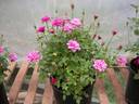 Baby Doll rose photo