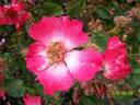 Sweet Obsession rose photo