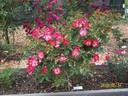 Sweet Obsession rose photo