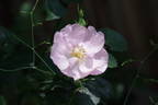Julia Mannering rose photo