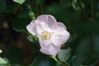 Julia Mannering rose photo
