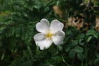 Compactilla rose photo