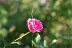 Europas Rosengarten rose photo