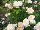 Charity rose photo