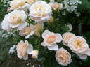 Isarperle rose photo