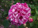Camaïeux rose photo